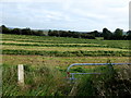 Silage, Ballynaloan