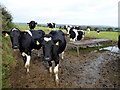 Cattle in a muddy field, Ballynaloan