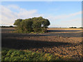 Trees in a field