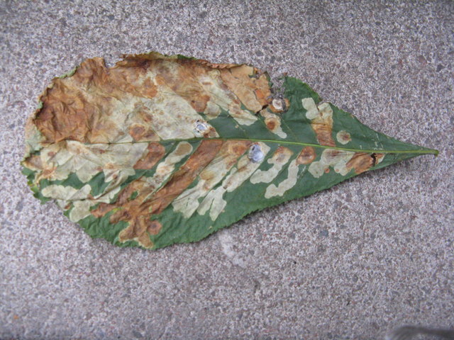 Horse Chestnut leaf