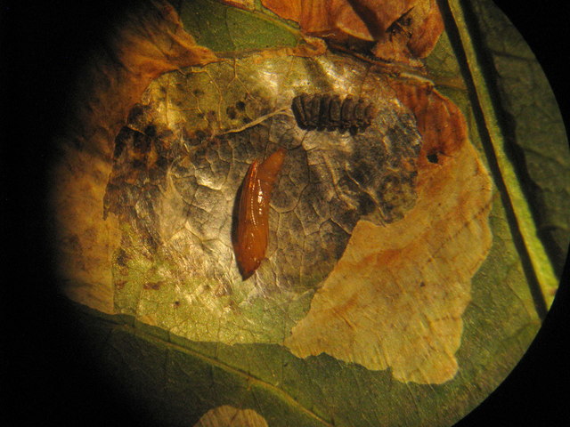 Horse Chestnut leaf-miner moth pupa