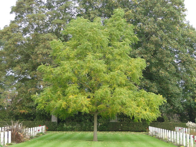 Juglandaceae Juglans nigra - black walnut tree