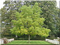 Juglandaceae Juglans nigra - black walnut tree