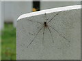 Seven legged harvestman