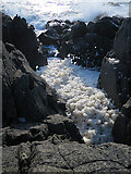 NW9772 : Sea Foam by Anne Burgess