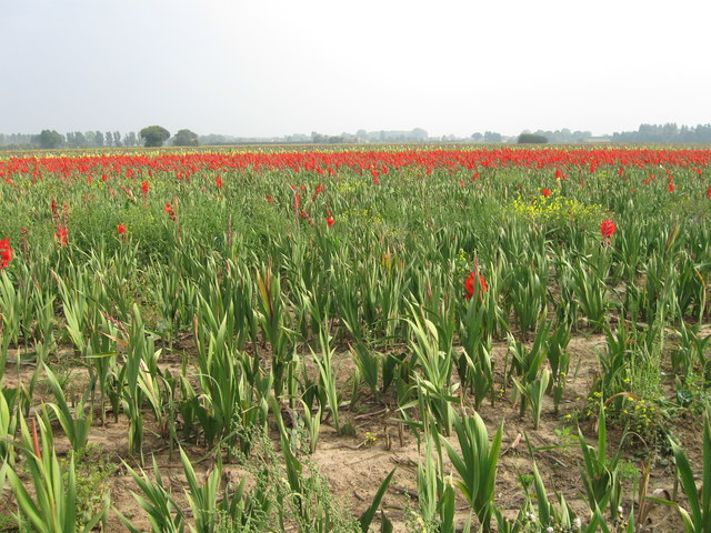 Field of Gladioli