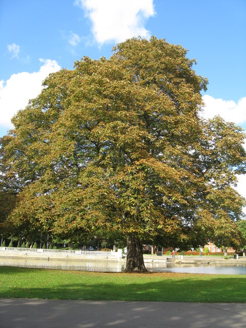 Horse Chestnut tree with leaf-miner