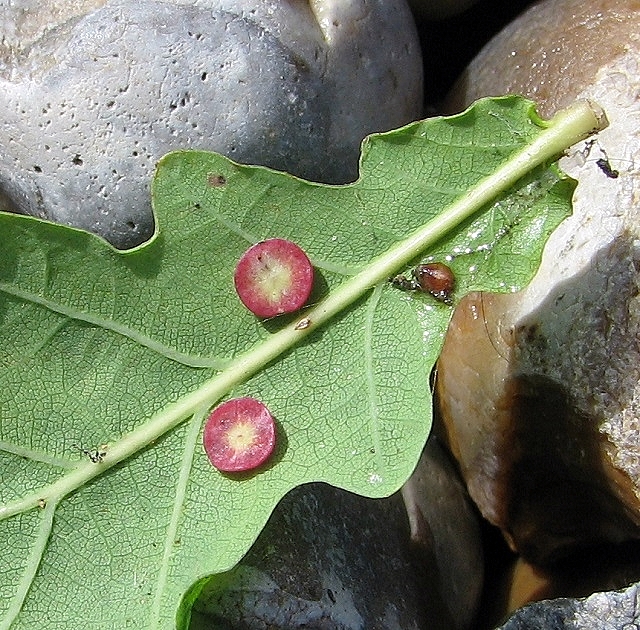 Smooth spangle galls on oak leaf