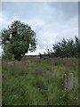 St Peter, Ickburgh: churchyard (B)