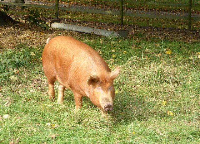 Tamworth pig, Eastling