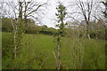 Field and trees