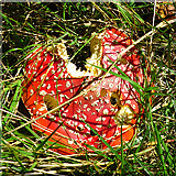 NT0160 : Fly Agaric (Amanita muscaria) by Anne Burgess