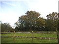 Field by Ashanger Lane, Green End