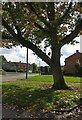 Tree at Hesketh Close in Eyres Monsell, Leicester