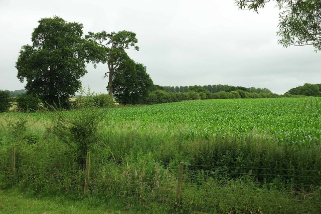 Maize near Baddesley Clinton