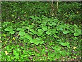 Herb Paris in Maplehurst Wood, Baldslow