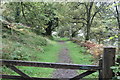 Woodland track near Dolaucothi Gold Mines