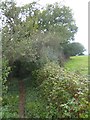 Path on the edge of Hangingcliff Wood