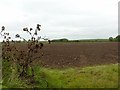 Ploughed field with burdock