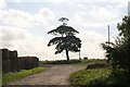 Lone tree at Glebe Farm, near Barnetby le Wold