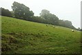 SX8055 : Sheep, Lower Washbourne by Derek Harper