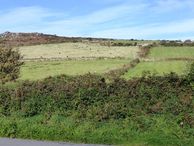 Fields with sheep next to road to Towednack