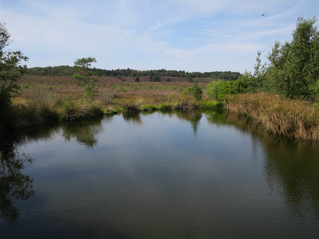 Decoy pond, Dersingham Bog