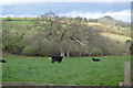 Cattle in a field