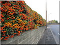 Pyracantha hedge