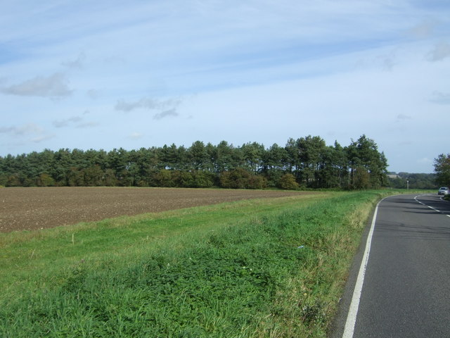 Strip of woodland near South Raynham