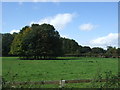 Grazing and trees, East Raynham