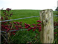 Hawthorn berries, Deroran