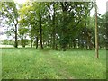 Woodland on Dumfries House Estate