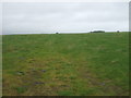 Hillside grazing near Girrick