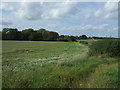 Crop field west of the A1065, Fakenham