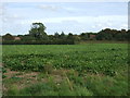 Crop field, Wighton Common