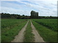 Farm track, Wighton Common