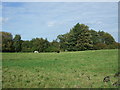 Grazing, Wells-next-the-Sea