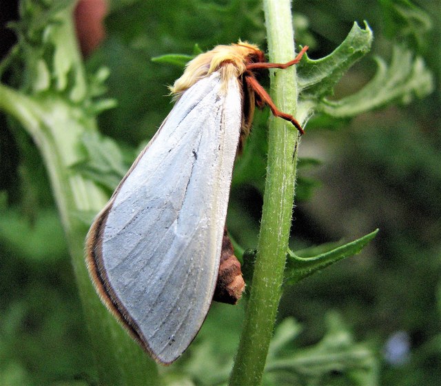 A male ghost moth, Churchland Lane, Sedlescombe