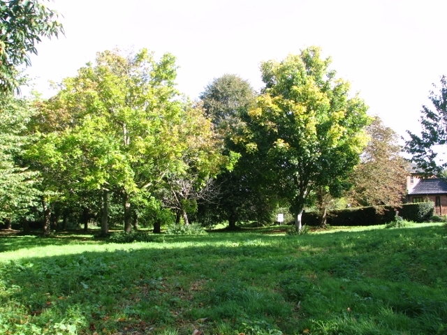 Wooded area at High Common