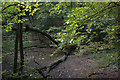 Fallen tree in Shepherdspark Woods