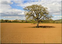 ST6533 : Tree in a red field by N Chadwick