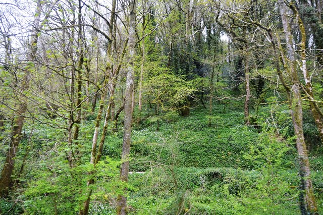 Westnorth Wood