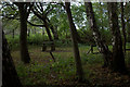 TL1914 : Robinson's Wood picnic site by Robert Eva