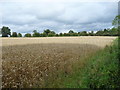 SP6396 : Wheatfield, south-west of Newton Harcourt by Christine Johnstone