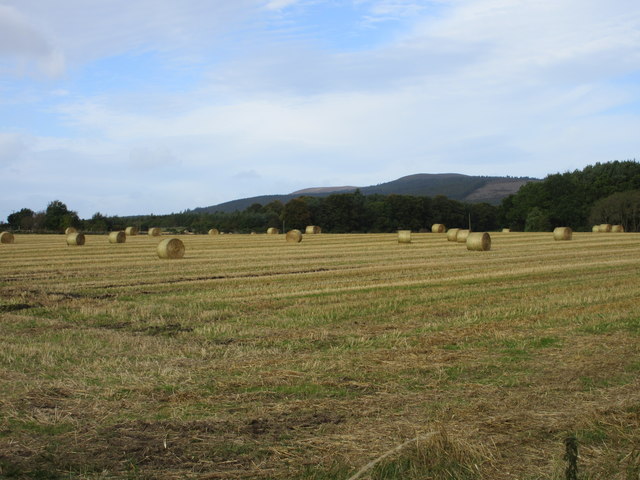 Golden field of hay bales