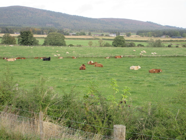 Cattle at Newmill