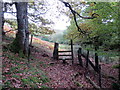 Llwybr Coed y Ciliau / Coed y Ciliau Path