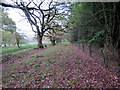 Llwybr yn ffinio planhigfa / Path bordering a plantation