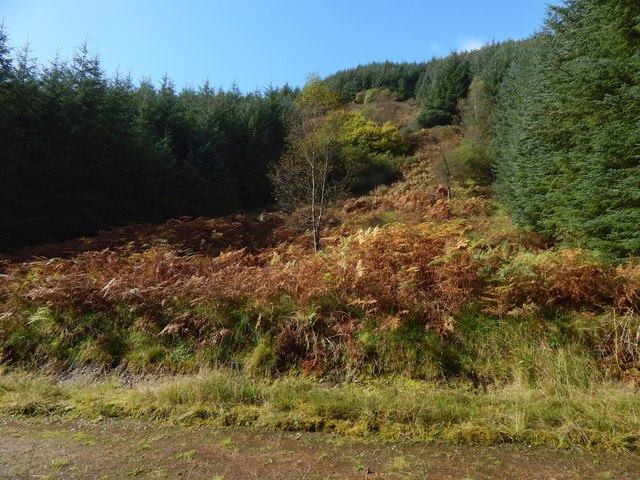 Clearing beside a forestry track